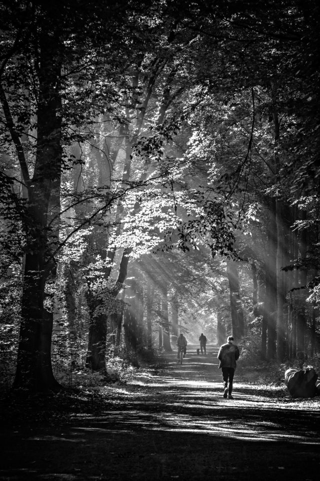 black and white photography of an mystical forest with godrays